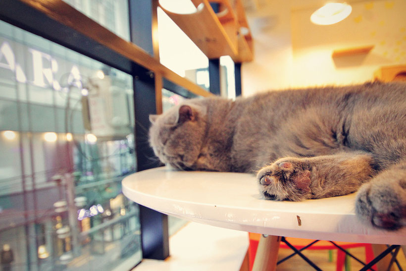 cat café img 1