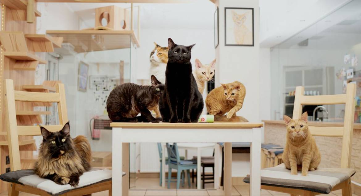 cat café background img 3